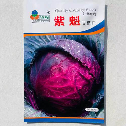 紫魁 紫甘蓝种子 紫红油亮紧实脆嫩高产抗病商品性佳 农家秋季播