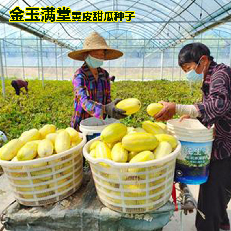 金玉满堂甜瓜种子黄皮白肉蜜瓜种