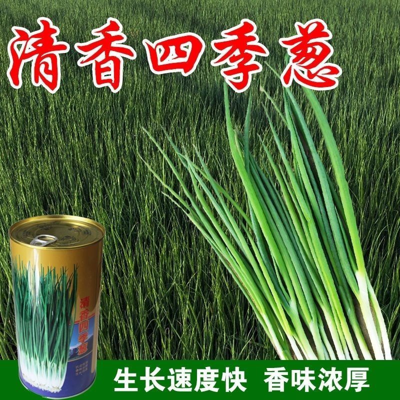 清香四季小葱种子四季小香葱种籽香味浓郁抗病高产粗壮大田基地用