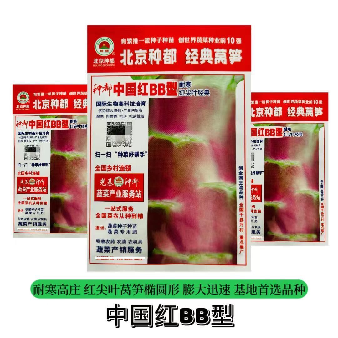 种都中国红BB型莴笋种子耐寒高桩红尖叶莴笋种籽春秋季播批发大田