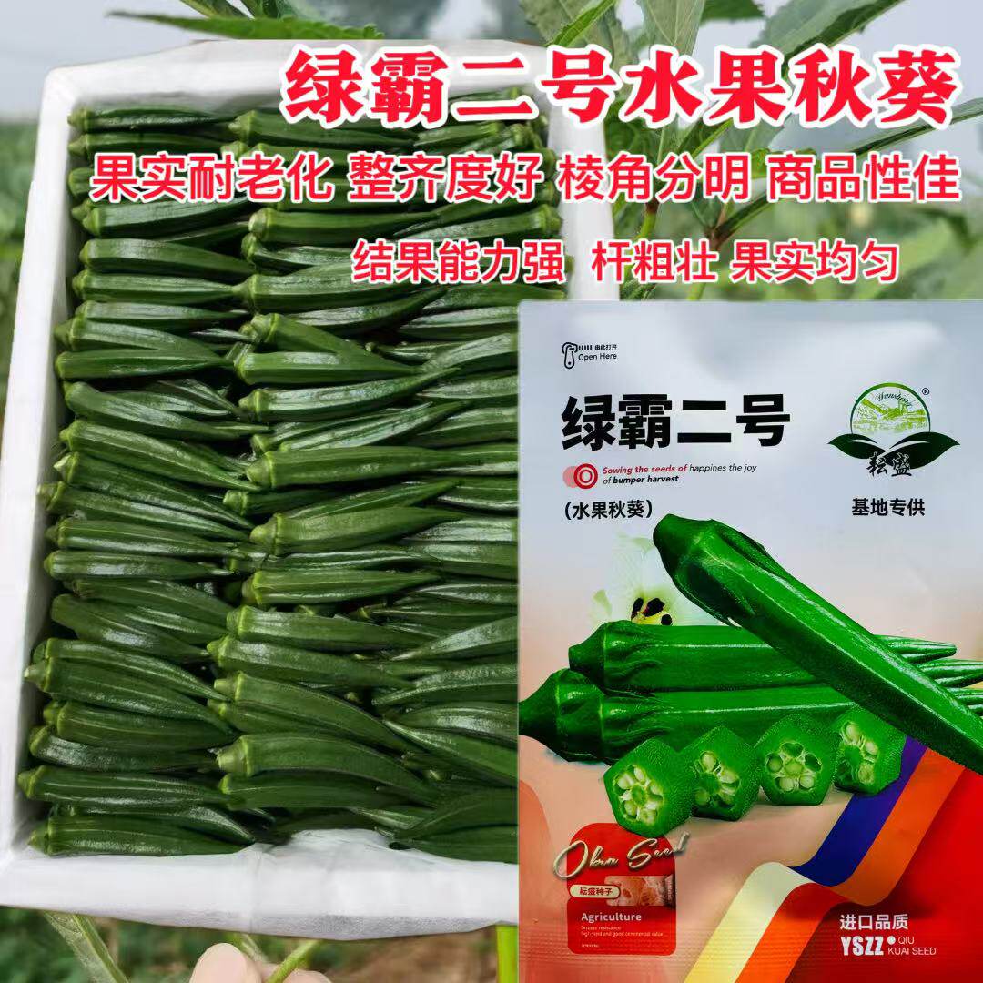 绿霸二号水果秋葵种子高产抗病耐老化大田基地种植秋葵籽春秋季播