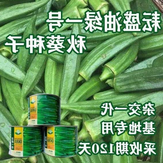 油绿一号秋葵种子营养高产