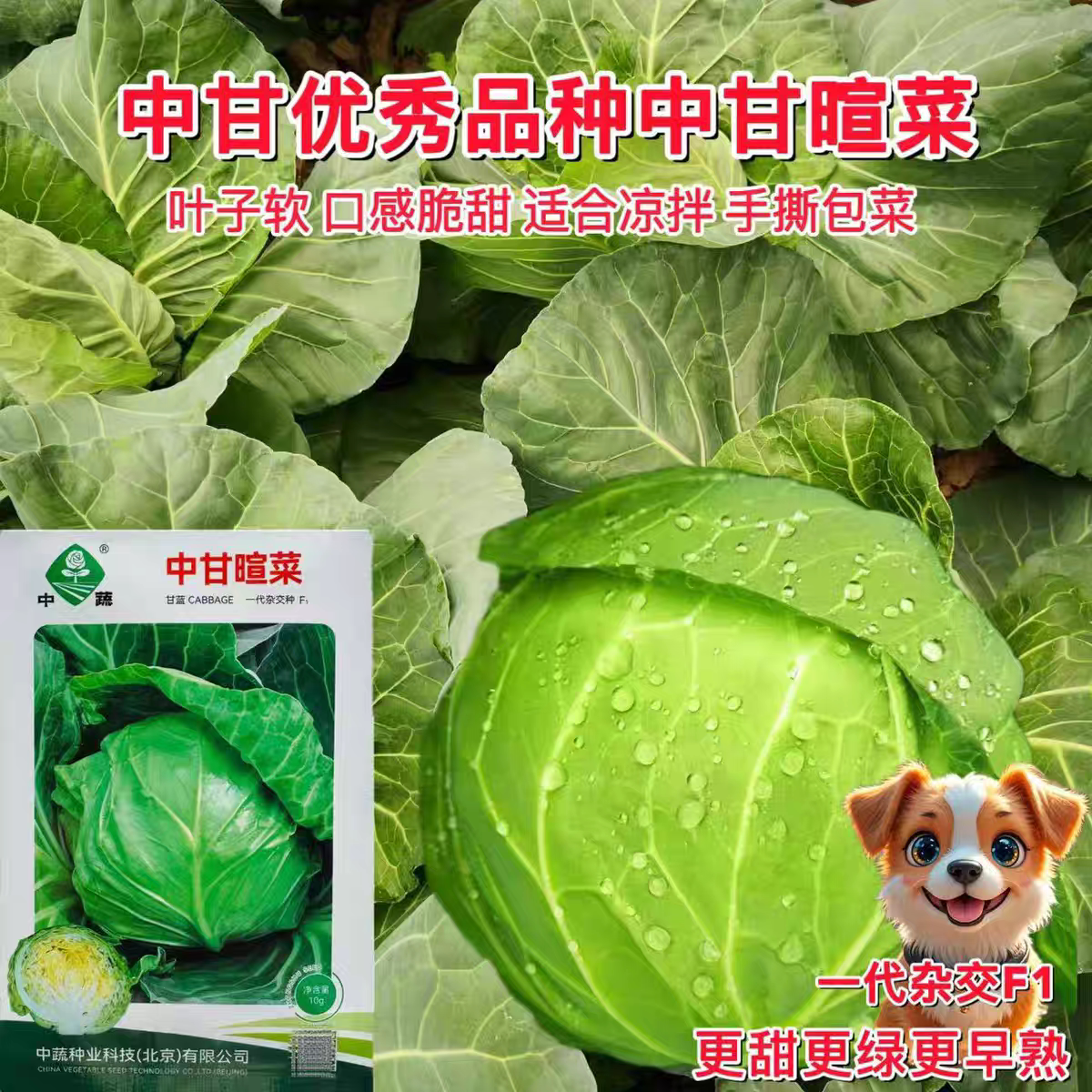 中甘暄菜种子 春播早熟甘蓝种子手撕包菜凉拌卷心菜籽农科院种子