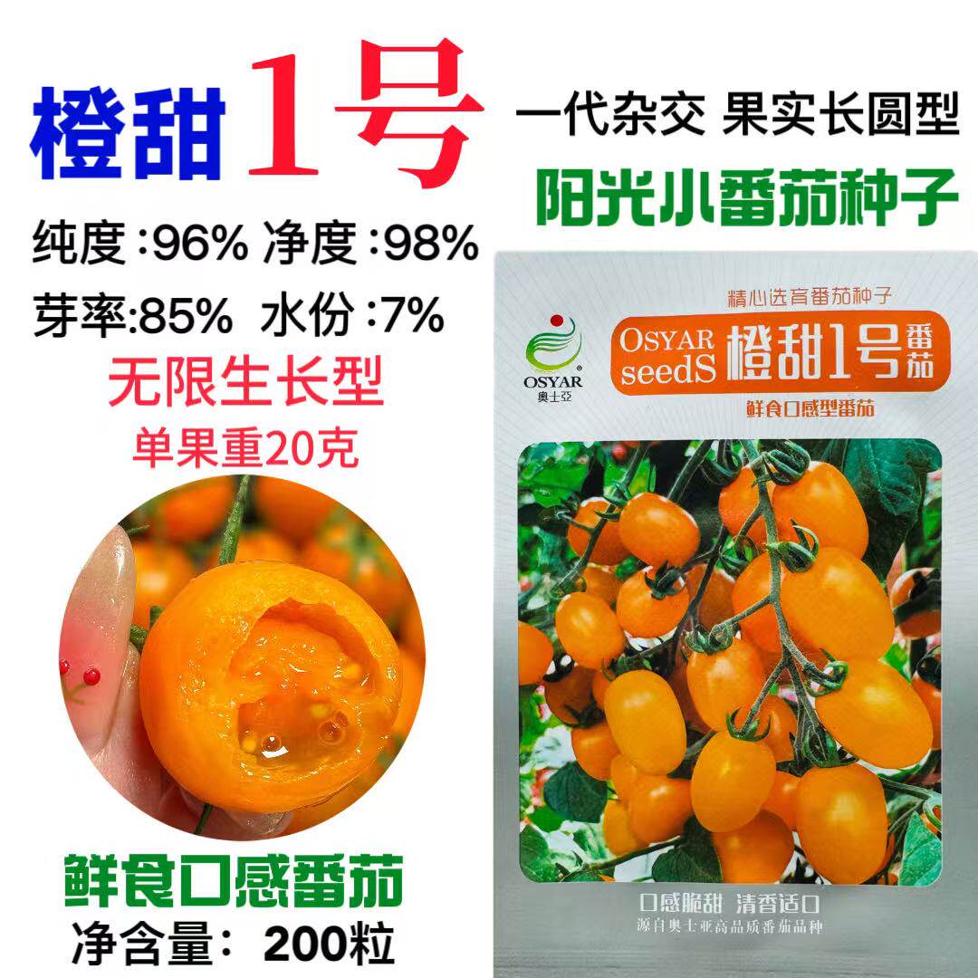 橙甜1号小番茄种子橙黄色樱桃番茄圣女果种子脆甜糖度高水果种籽