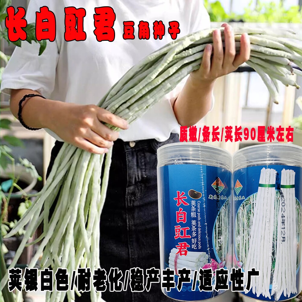 长白豇君白胖厚肉长豇豆种子早熟白豇豆耐寒高产粗条纯白豆角种籽