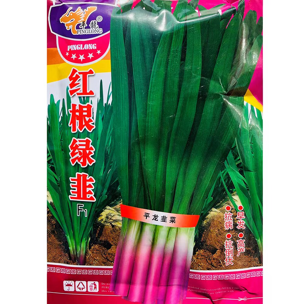 平龙红根绿韭菜种子紫根韭菜抗寒早春露地种植休眠春多年生蔬菜种