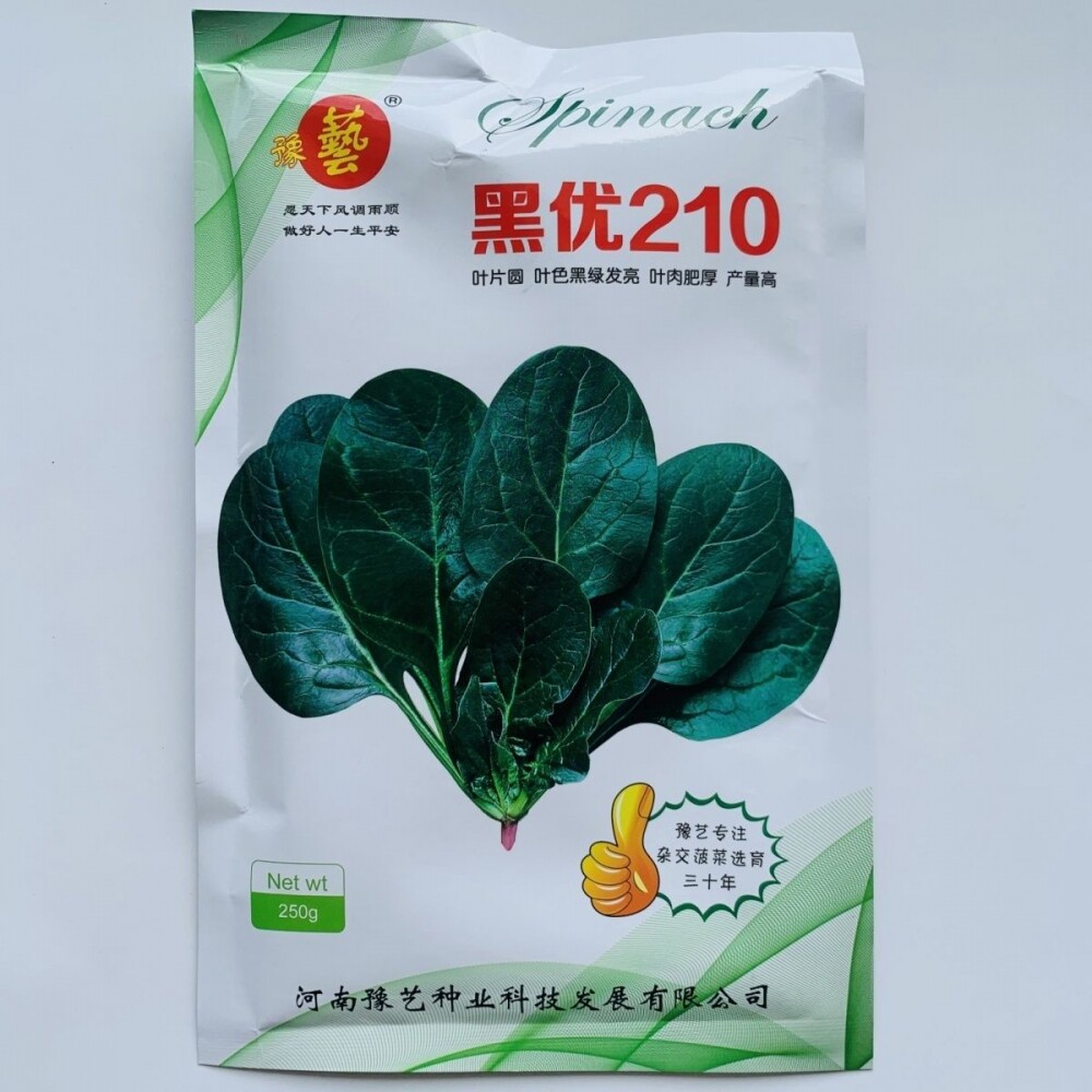 黑优210杂交菠菜种子黑圆厚叶趴