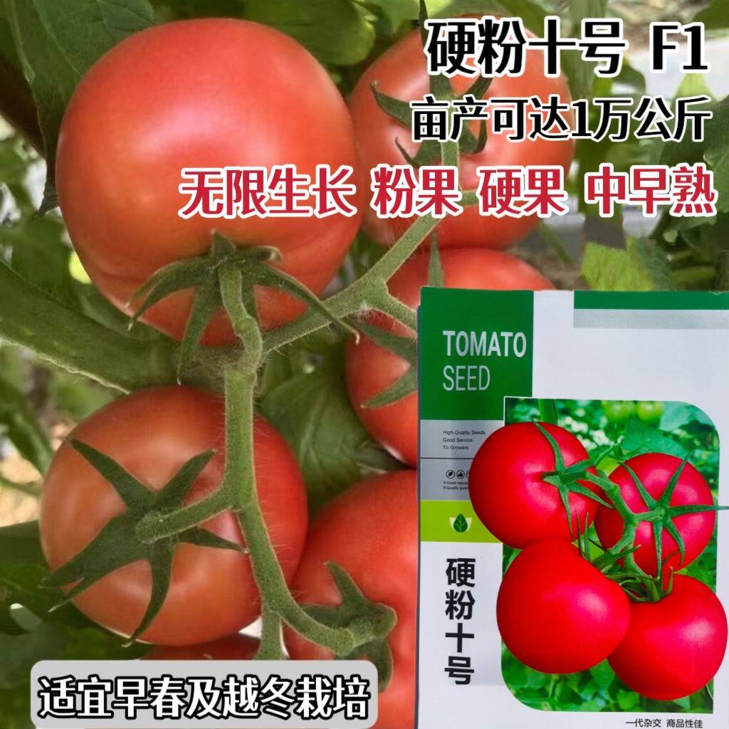 硬粉十号粉红番茄种子早春秋延越冬早熟大果西红柿种子硬果耐低温