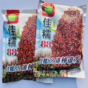 红糯粘高粱种子优糯8号杂交高粱种子红高粱种子 矮生抗旱高产酿酒