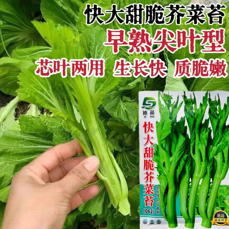 快大甜脆芥菜苔种子甜脆芥菜薹种籽菜芯菜心春季秋季蔬菜孑菜籽