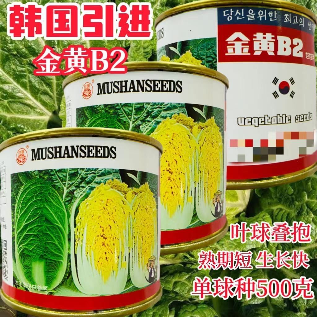 韩国引进娃娃菜种子新型娃娃菜黄金B2抗病耐热蔬菜种籽黄心白菜籽