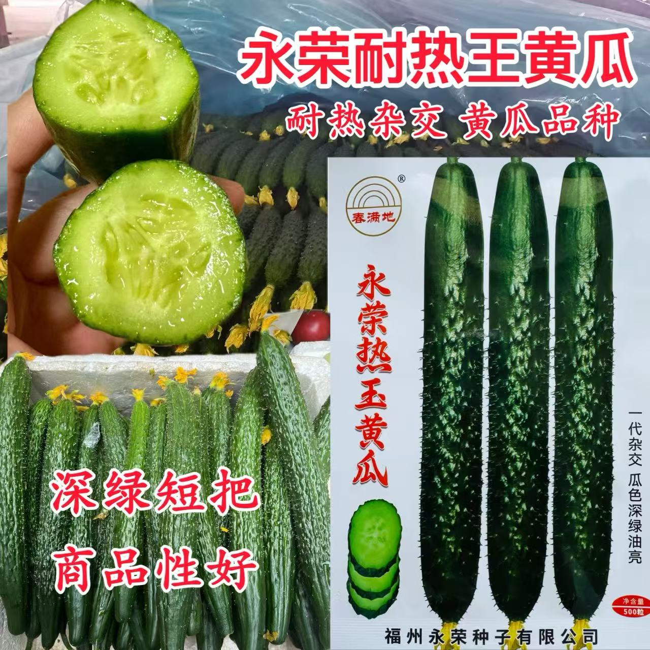 永荣热玉黄瓜种子 墨绿油亮型黄瓜种子 密刺绿肉无大肚黄瓜种子