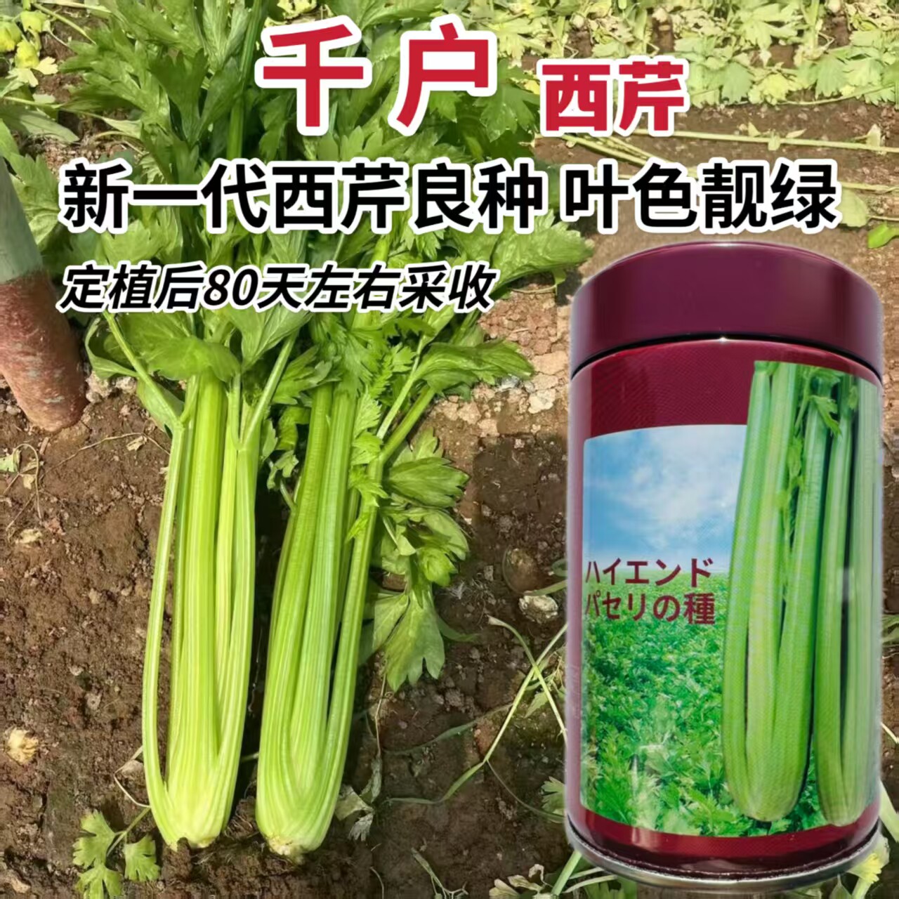 千户西芹种子芹菜种籽农家基地菜园优质杂交种春秋播种芹菜种孑籽