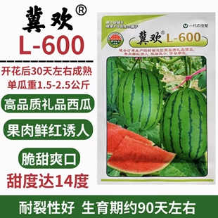 L600礼品西瓜种子吊瓜超甜早熟耐裂薄皮红瓤含糖量高西瓜种子籽