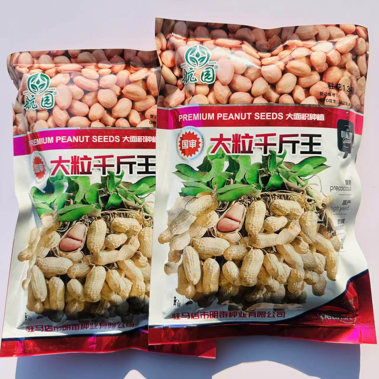 大粒千斤王花生种子抗旱春夏播花生米种子产量高含油率高出米率高