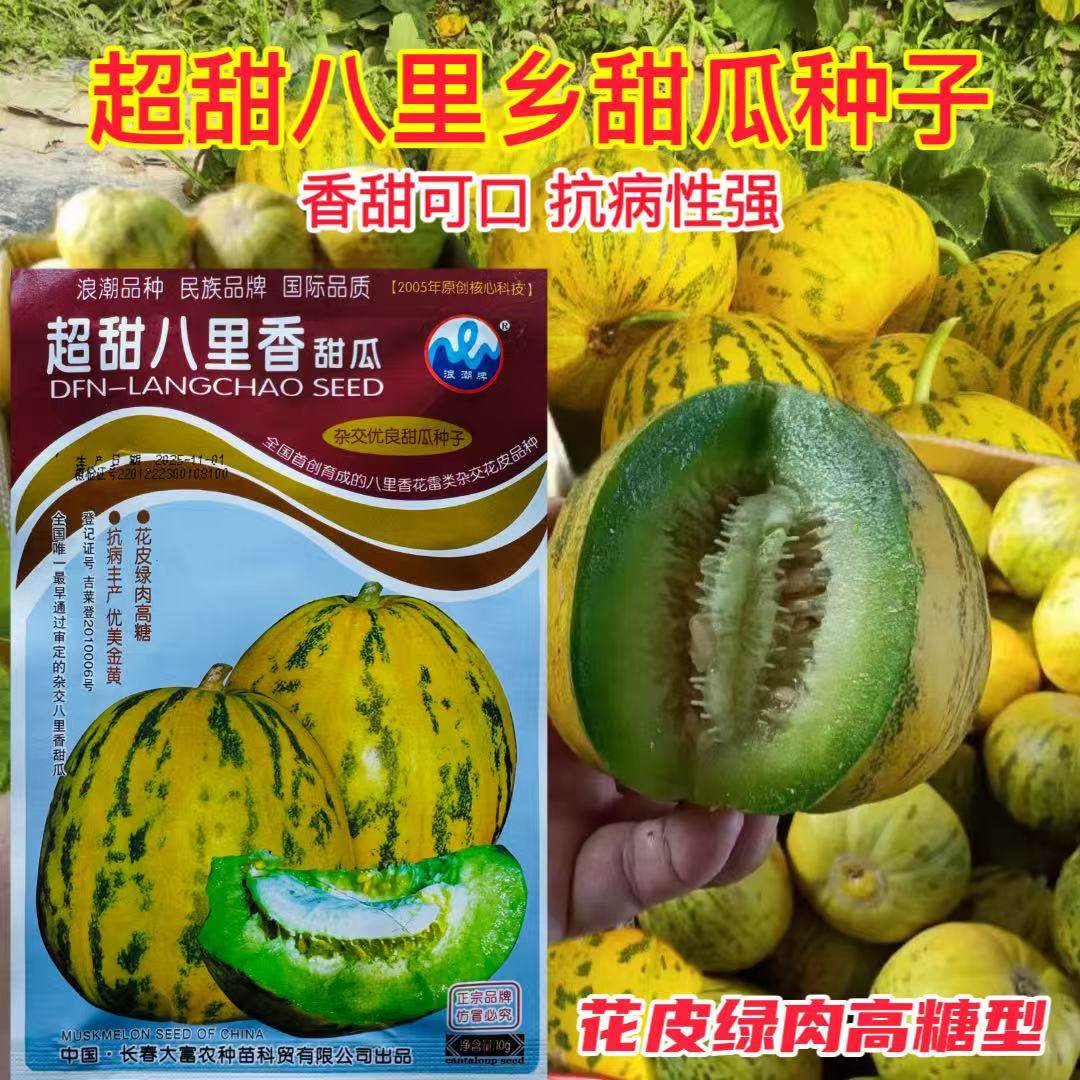 花蜜四号甜瓜种子 八里香早熟高产四季播蔬菜薄皮豹纹香瓜种子