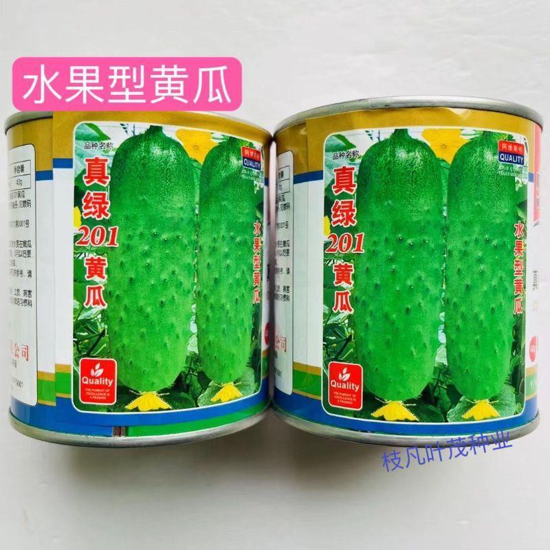 真绿201水果黄瓜子种高产抗病旱