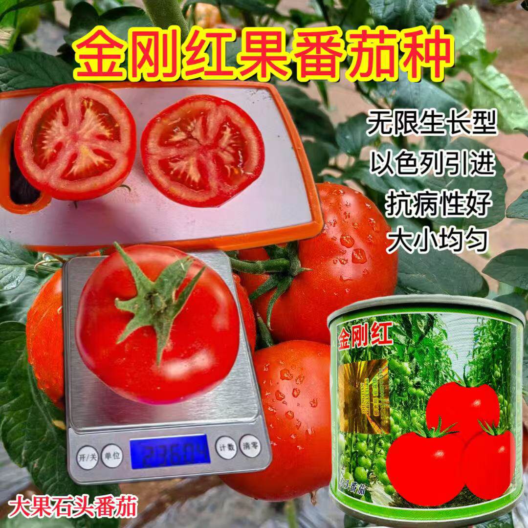 金刚红番茄种子高产抗病红果西红柿种籽农家大田基地四季蔬果种孑
