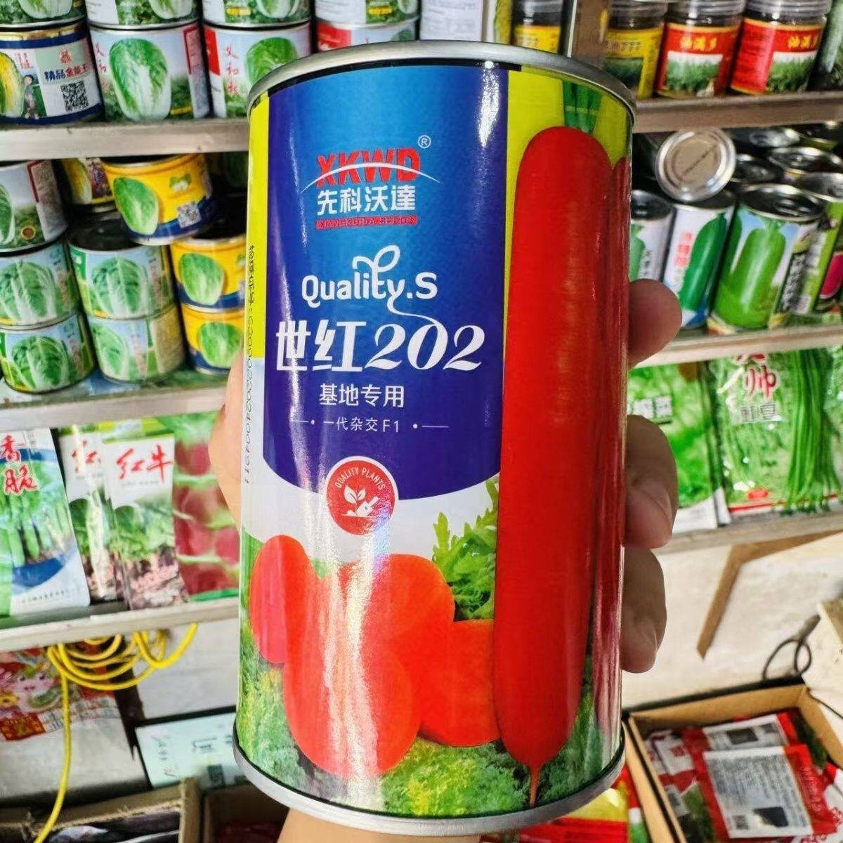 水果良种胡萝卜七寸冰糖种子种籽早熟夏秋季种植红萝卜高产基地用
