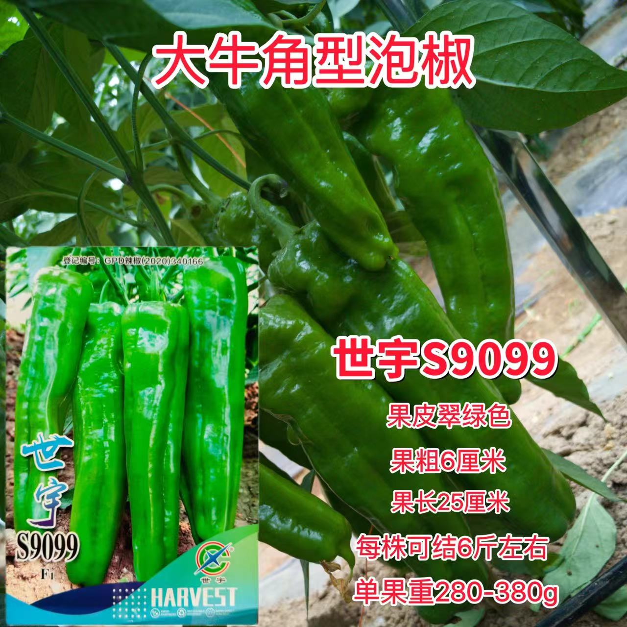 世宇S9099泡椒种子高产早熟超大果牛角形泡椒种籽青红两用辣椒孑