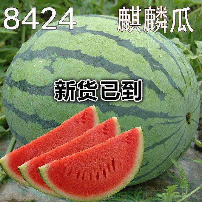F1早佳8424冰糖西瓜种子大户用种