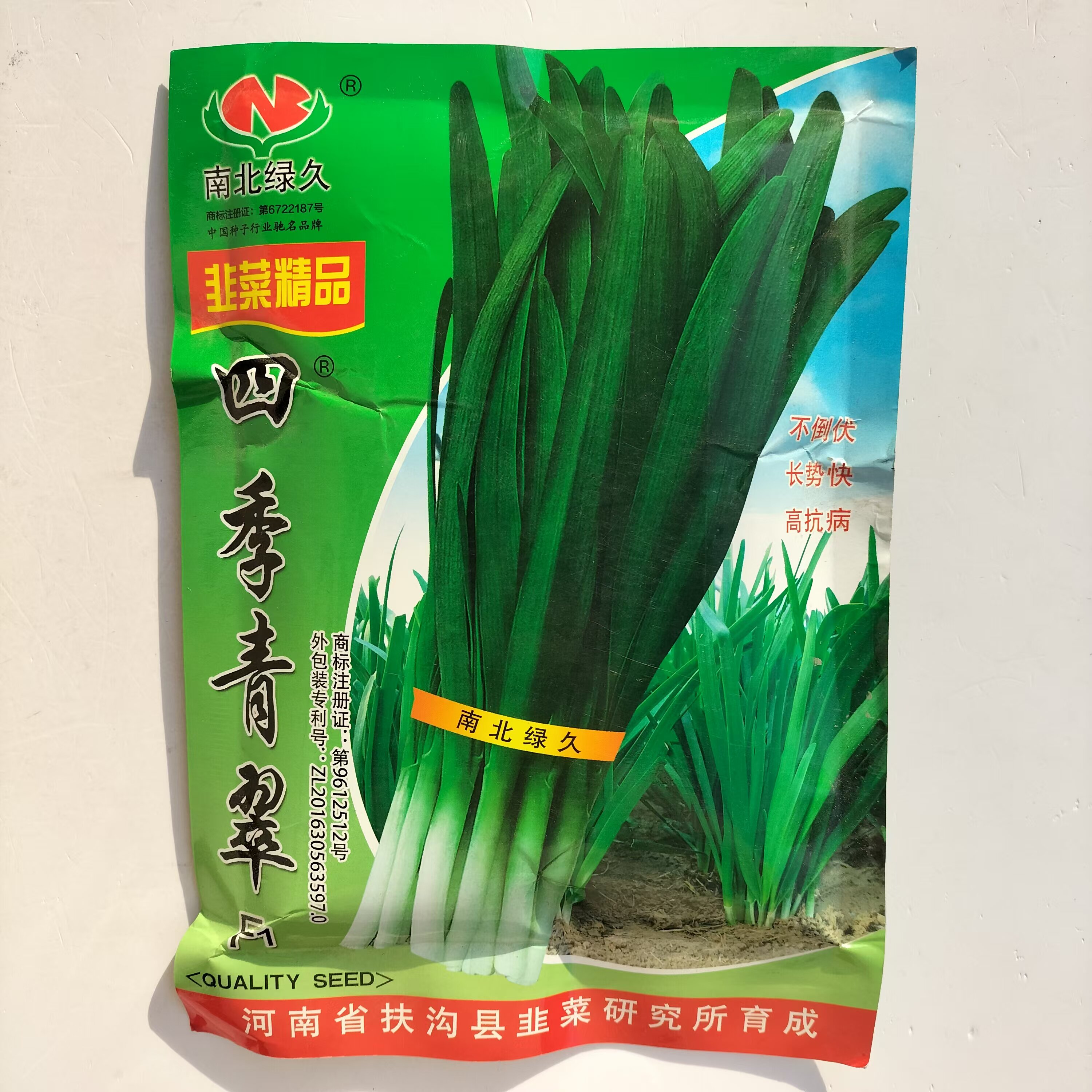 四季青翠韭菜种子高抗寒多抗型宽叶不休眠韭菜种籽春秋高产大田孑