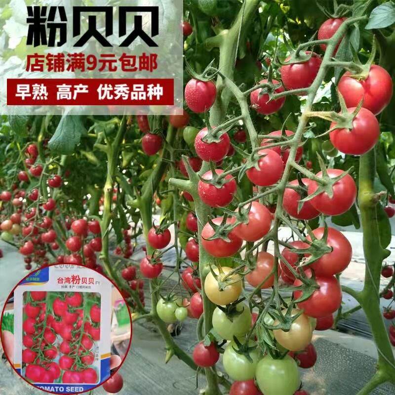 台湾粉贝贝小番茄种孑四季春播蔬
