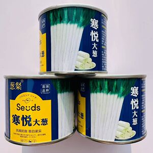 寒悦大葱种子葱白粗壮紧实叶片直立腊粉厚耐寒耐热大田杂交葱籽