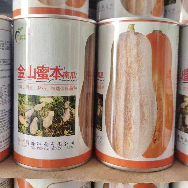 海南正宗金山蜜本南瓜种子中熟肉厚腔小优质高产大果南瓜种甜度高