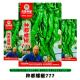 种都螺椒777全螺旋陇椒种子香辣大果早熟青椒皱皮螺丝椒种籽春秋