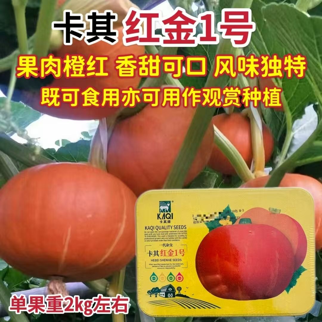 卡其红金1号F1南瓜种子中熟扁圆球果肉橙红香甜可口南瓜种春秋播