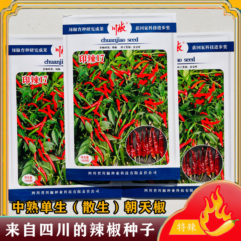印辣17朝天椒种子辣味浓小米超辣辣椒籽四季高产春夏秋播种红尖椒