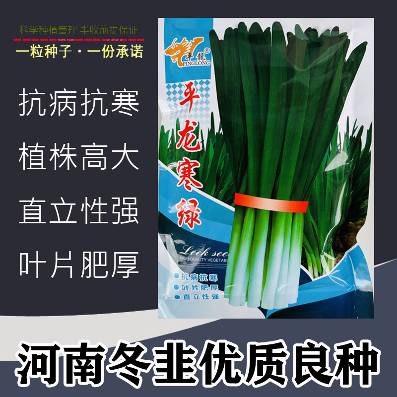 平龙寒绿韭菜种子宽叶不休眠韭菜籽耐高温低湿抗性特强高产速生孑