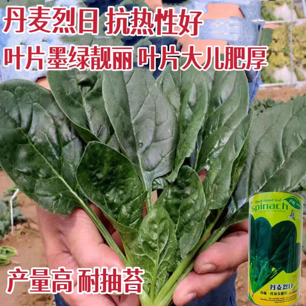 丹麦烈日 抗热菠菜种子 墨绿靓丽高产耐热抗病商品性佳 春夏播种