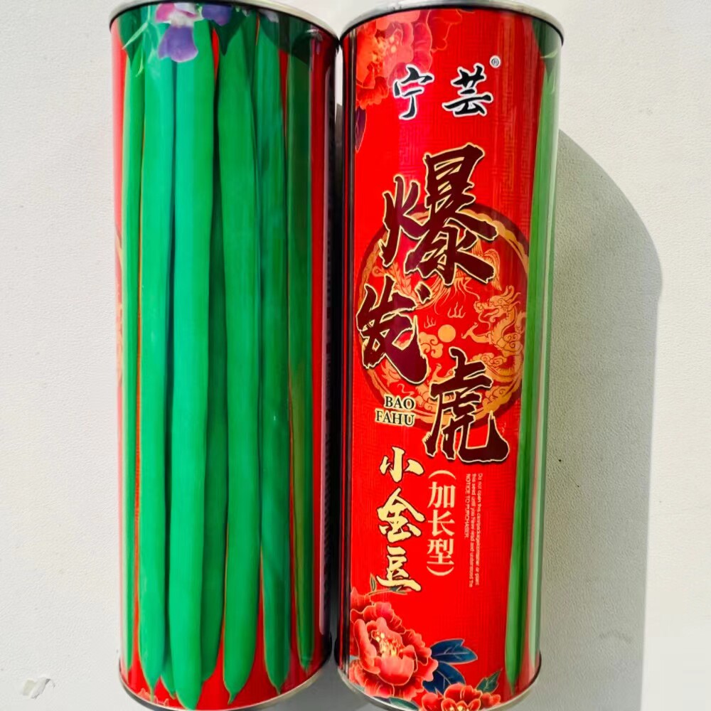 爆发虎小金豆种子籽早春耐低温无筋四季豆芸豆架豆王种子绿荚扁圆