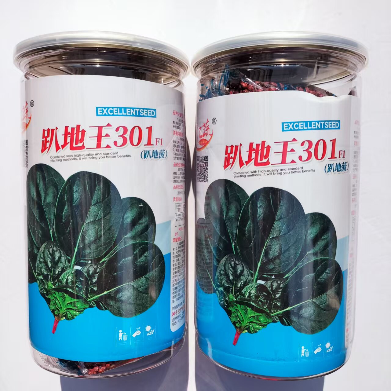 趴地王301菠菜种子笨菠菜籽叶片肥厚 深墨绿高产耐寒耐抽苔韧性好
