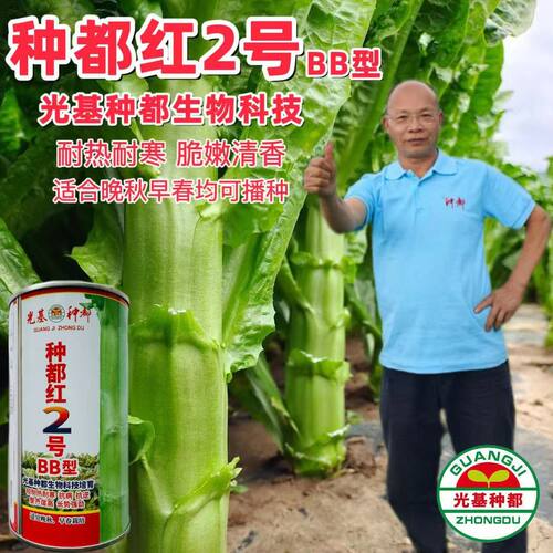 种都红2号红尖叶莴笋种子春秋季青棒红尖叶绿肉耐寒莴笋香莴苣籽