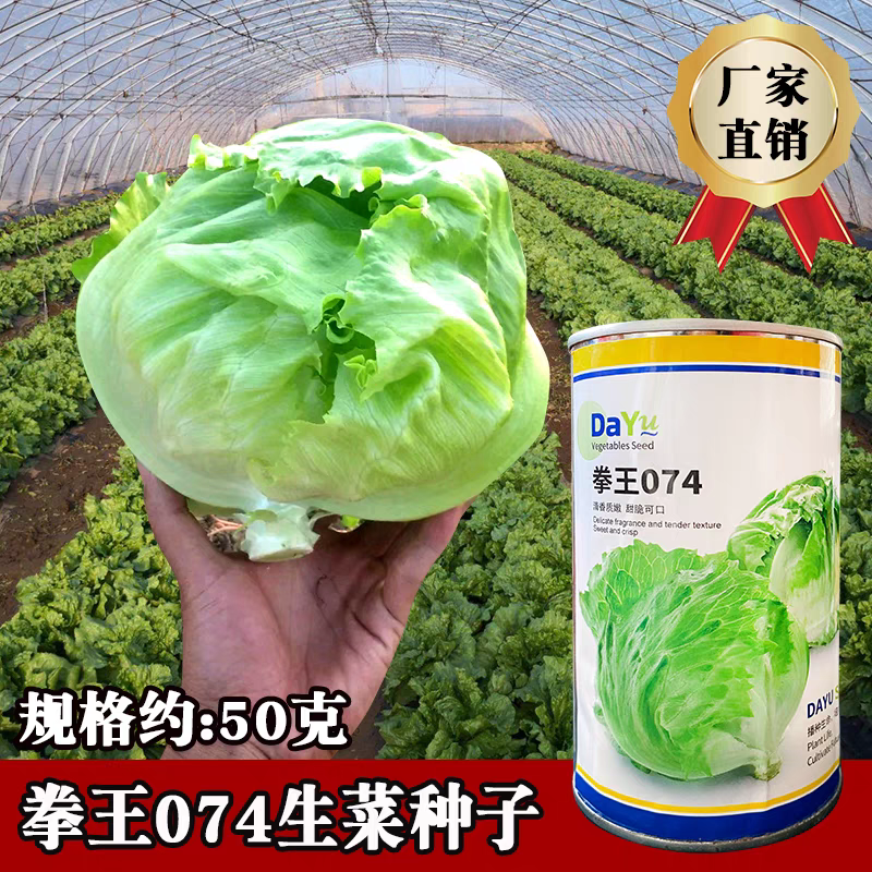 大禹拳王074生菜种子 结球紧实脆嫩卷芯圆生菜种籽 高抗大颗阳台