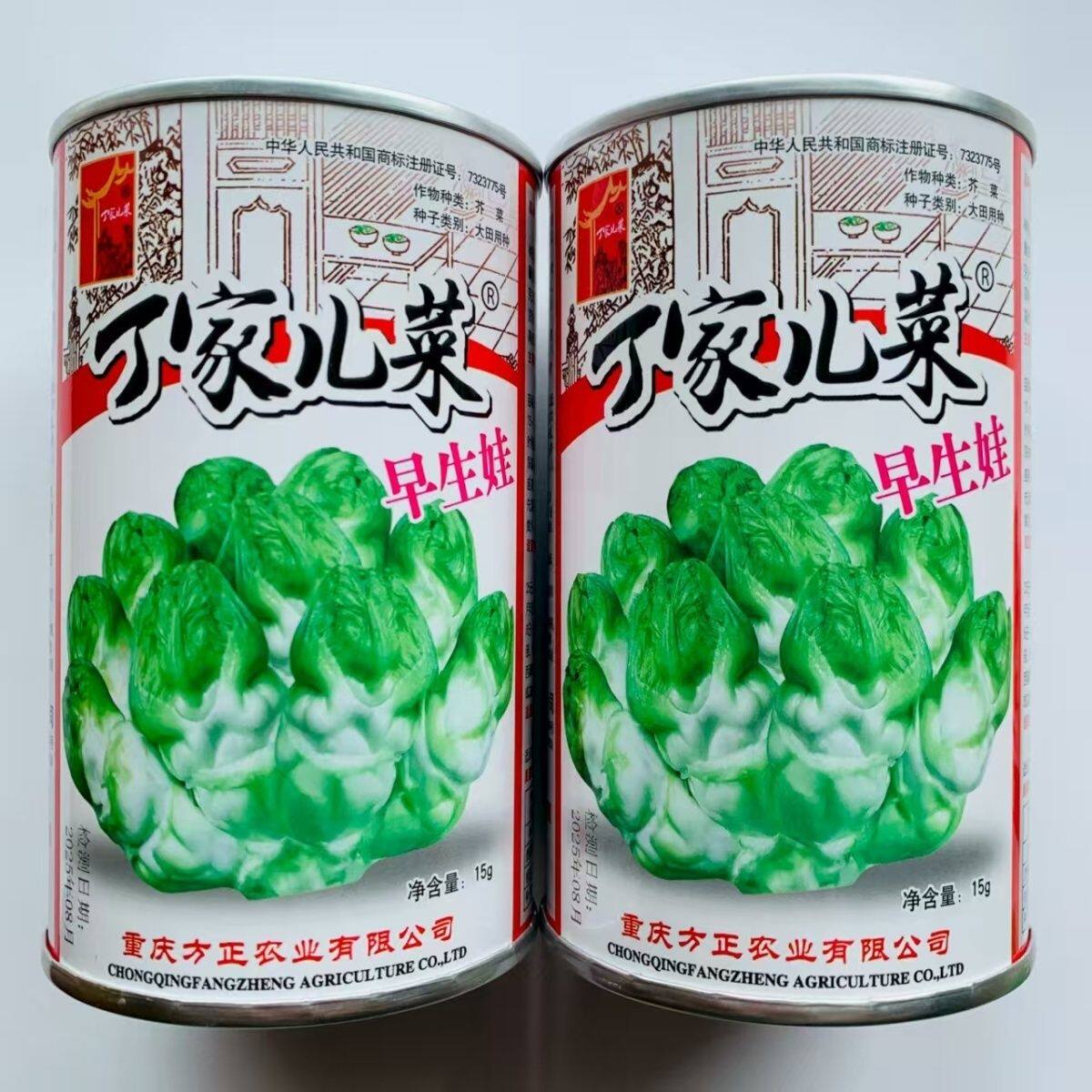 丁家儿菜早生娃儿菜种子大田基地种植早熟儿大娃娃菜抱子菜芥菜籽