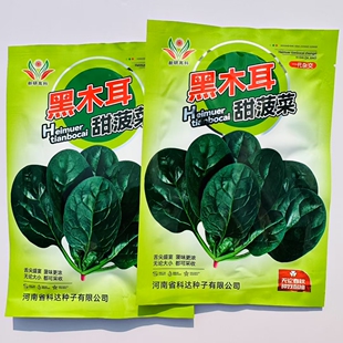 黑木耳趴地甜菠菜种子新品种秋冬种植叶柄短叶片圆叶肉厚叶片深绿