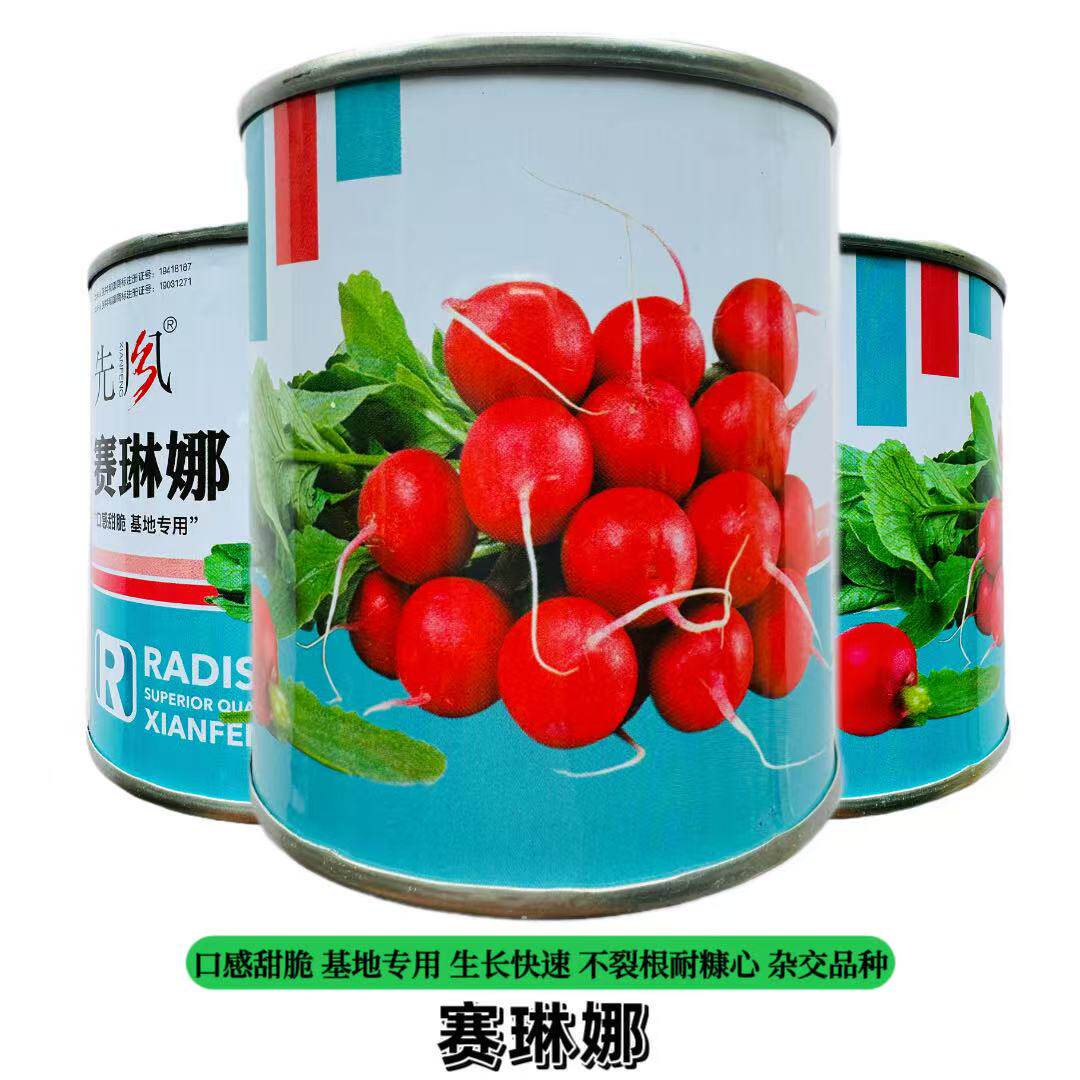 赛铃淋娜萝卜种子红皮樱桃萝卜种籽农家菜园春秋播种小红丁罗卜籽