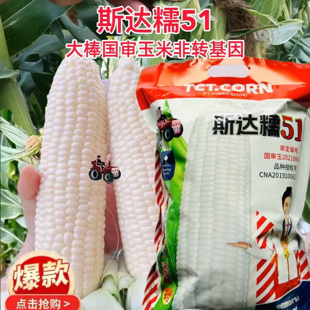 斯达糯51玉米种子国审鲜食白糯玉米好吃抗病高产种籽春播原装正品