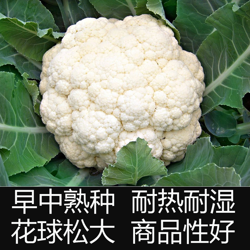 台湾青梗松花菜种子种籽有机花菜