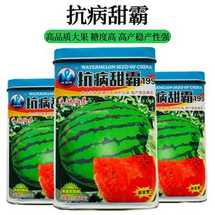 蔬菜瓜果种子西瓜种种子大果红瓤西瓜种籽抗病甜霸西瓜籽高产