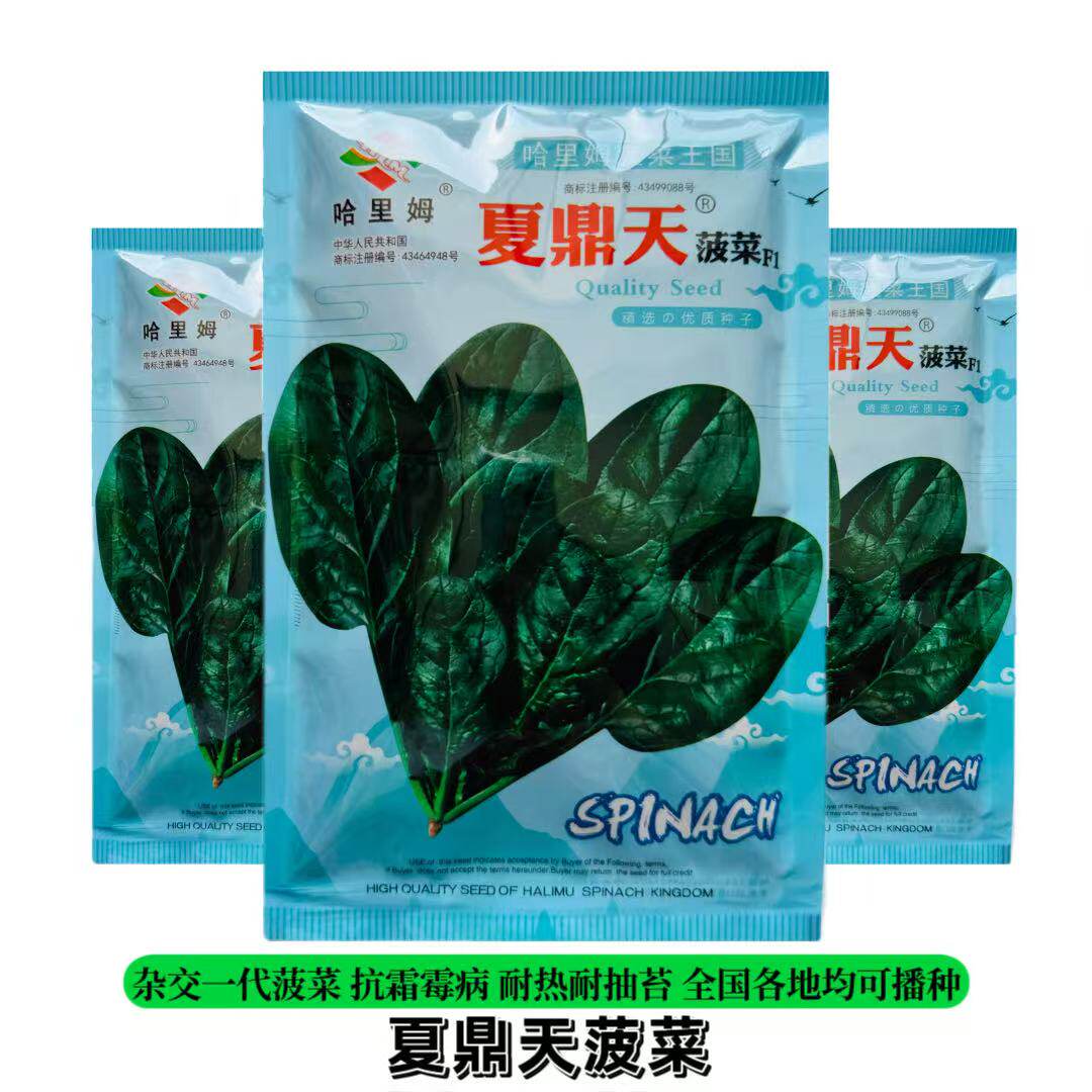 哈里姆夏鼎天丹麦进口耐热菠菜种子耐抽苔高产圆叶红根厚肉菠菜种