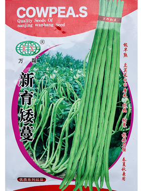 矮蔓长豆角种子不爬藤不搭架子淡绿色阳台庭院盆栽春秋季蔬菜种孑