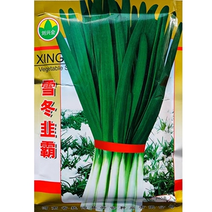 雪冬韭霸韭菜种子中科院培育抗寒四季播不休眠家庭阳台河南韭菜籽