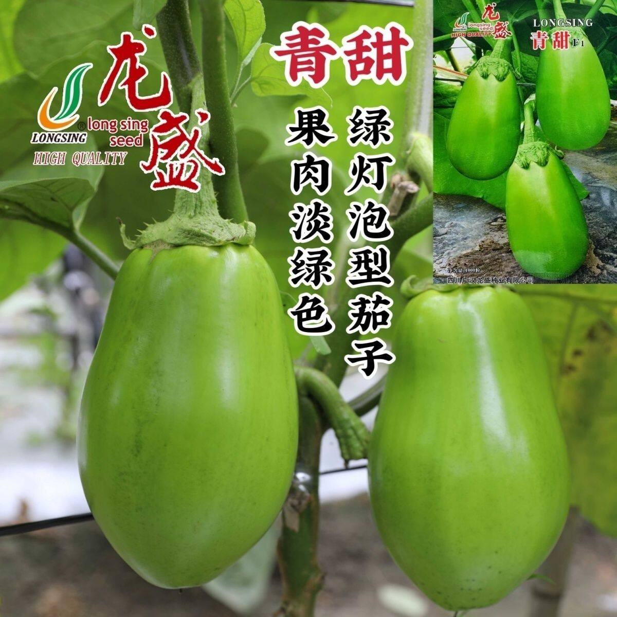 龙盛青甜茄子种子绿色灯泡茄子种子果肉淡绿色杂交茄子种籽基地用