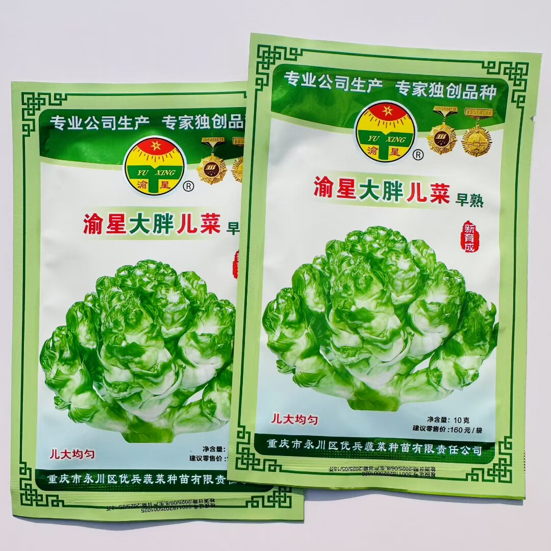 渝星大胖儿菜永川儿菜儿菜种子清香脆嫩高产耐寒抗病农家秋季播种