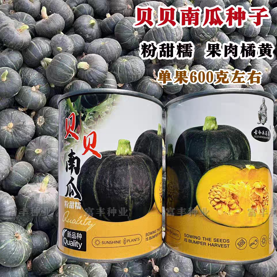 贝贝南瓜种子强粉质香甜粉糯小南瓜种子黑亮皮橘黄肉迷你南瓜种子